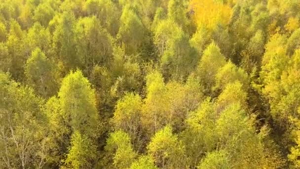 Floresta Outono Com Folhas Laranja Amarelas Brilhantes Madeiras Densas Tempo — Vídeo de Stock