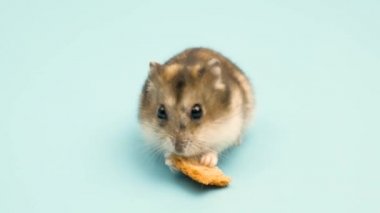 Küçük komik, minyatür, keş bir hamsterın ekmek karpuzu yemesi. Tüylü ve sevimli Dzhungar faresi evde.