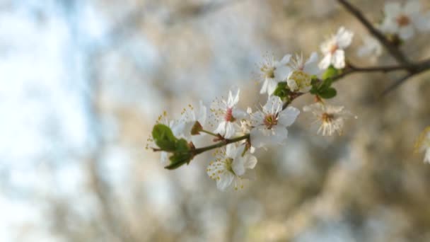 Close Flores Brancas Frescas Florescendo Galhos Árvore Início Primavera — Vídeo de Stock