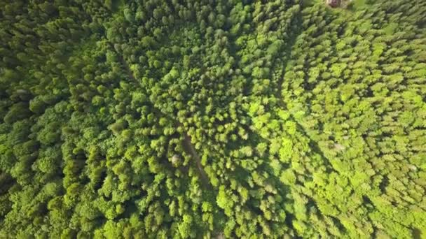 Πάνω Προς Κάτω Εναέρια Θέα Του Πράσινου Καλοκαιρινού Δάσους Πολλά — Αρχείο Βίντεο