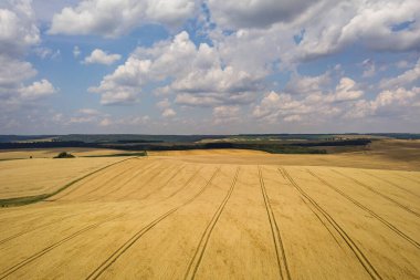 Sarı tarım buğday tarlasının havadan görünüşü yaz sonunda hasat edilmeye hazır..