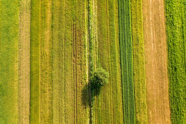 Flygfoto Ett Enda Träd Som Växer Ensam Gröna Jordbruksfält Våren — Stockfoto