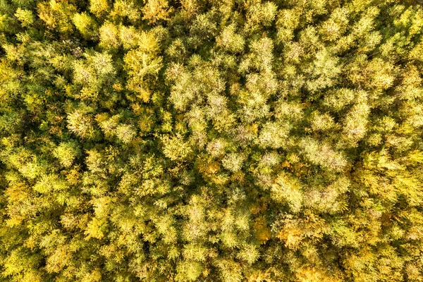 Fentről Lefelé Légi Kilátás Zöld Sárga Lombkoronák Őszi Erdőben Sok — Stock Fotó
