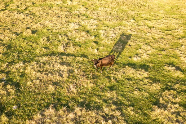夏の夕日に照らされた緑の牧草地で牛の放牧だけの空中トップダウンビュー — ストック写真
