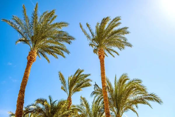 Perspectiva Las Palmeras Verdes Frescas Región Tropical Contra Cielo Azul — Foto de Stock