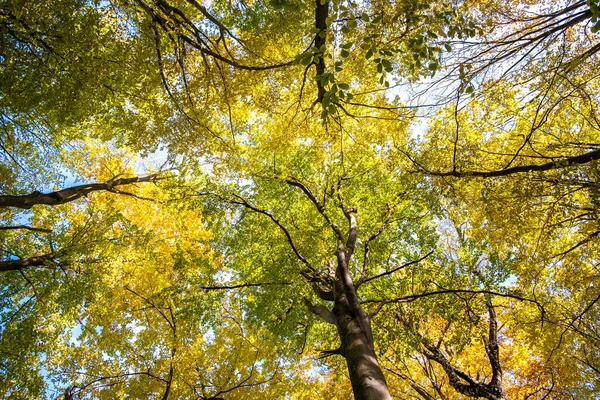 Perspectiva Desde Abajo Hasta Arriba Vista Del Bosque Otoñal Con —  Fotos de Stock