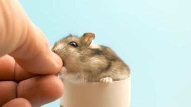 Küçük komik, minyatür, keş bir hamsterın ekmek karpuzu yemesi. Tüylü ve sevimli Dzhungar faresi evde.