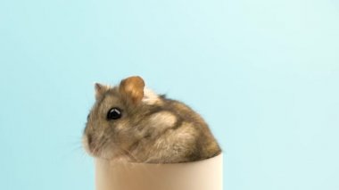 Küçük, komik, minyatür, keş bir hamsterın yakın çekimi. Tüylü ve sevimli Dzhungar faresi evde.