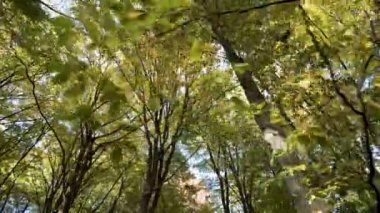 Parlak turuncu ve sarı yapraklı sonbahar ormanı. Güneşli sonbahar havasında sık ağaçlar.