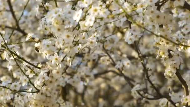 Sluiten Van Verse Witte Bloeiende Bloemen Een Boom Takken Het — Stockvideo