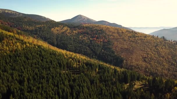 Luchtfoto Van Herfst Berglandschap Met Groenblijvende Pijnbomen Gele Herfst Bos — Stockvideo