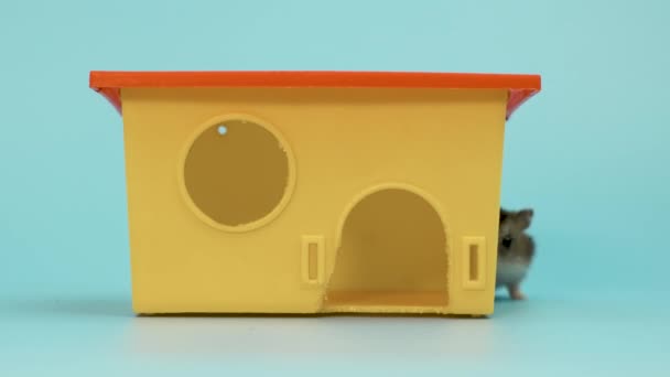 小さな面白いミニチュアジャガーハムスター小さな黄色のプラスチック製のラットの家に座っての閉鎖 ふわふわかわいいですDzhungar Ratホーム — ストック動画