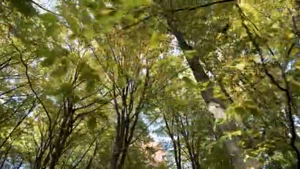 Forêt Automne Aux Feuilles Orange Vif Jaune Bois Denses Par — Video
