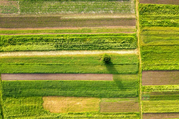 Αεροφωτογραφία Ενός Ενιαίου Δέντρου Που Μεγαλώνει Μοναχικό Πράσινα Αγροκτήματα Την — Φωτογραφία Αρχείου