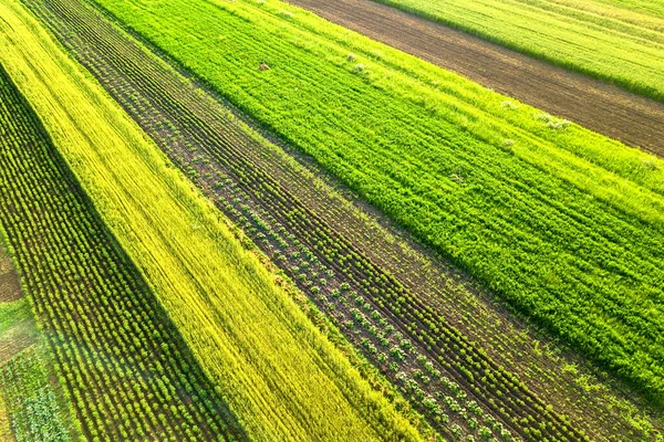 Αεροφωτογραφία Των Πράσινων Γεωργικών Αγρών Την Άνοιξη Φρέσκια Βλάστηση Μετά — Φωτογραφία Αρχείου