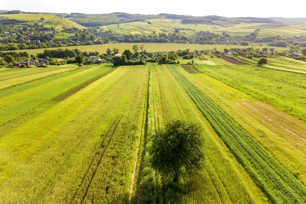 Vue Aérienne Seul Arbre Poussant Seul Sur Des Champs Agricoles — Photo