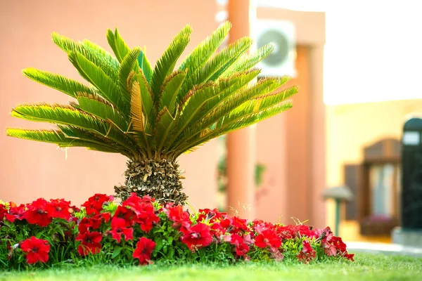 Kleine Leuchtend Grüne Palme Umgeben Von Leuchtend Blühenden Blumen Die — Stockfoto