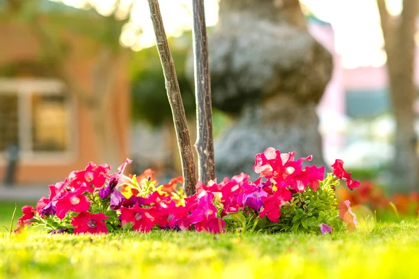 Красные Маленькие Декоративные Цветы Острыми Шипами Высоких Стеблях Растущих Летнем — стоковое фото