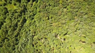 Yazın yeşil sık ormanın ortasında küçük bir orman gölü manzarası..