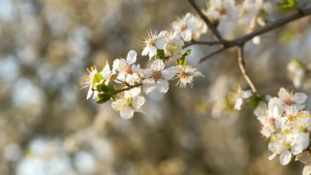 Крупним Планом Свіжі Білі Квіти Гілках Дерев Ранньої Весни — стокове відео