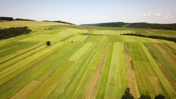 Widok Lotu Ptaka Zielone Pola Uprawne Wiosną Świeżą Roślinnością Sezonie — Wideo stockowe