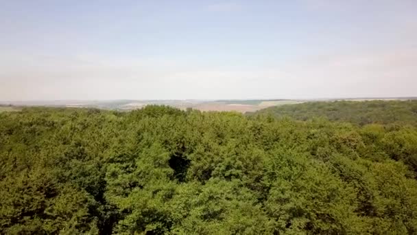 Veduta Aerea Della Foresta Verde Estiva Con Molti Alberi Freschi — Video Stock