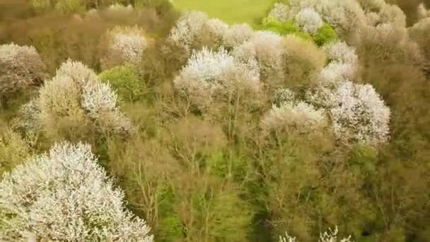 Yoğun Ormanlarda Çiçek Açan Beyaz Ağaçların Olduğu Bahar Ormanlarının Havadan — Stok video