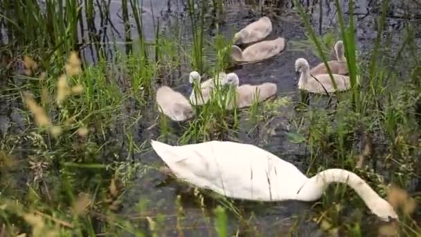 葦の池の水の上に小さな若い頬を浮かべて白鳥の家族 — ストック動画