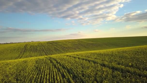 Napnyugtakor Növekvő Repcemagnövényekkel Borított Dombokon Található Élénk Zöld Mezőgazdaságra Néző — Stock videók