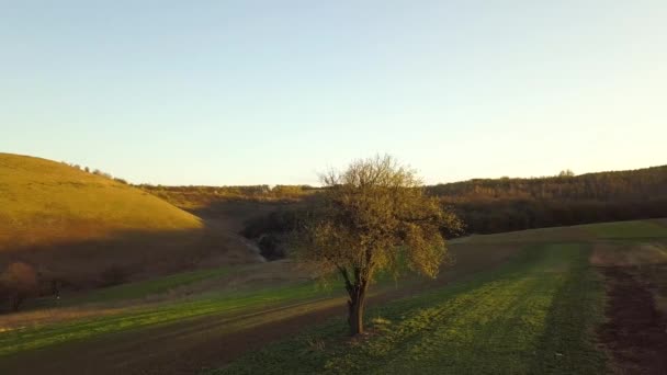 Großer Grüner Baum Wächst Allein Frühlingsfeld Orangen Abendsonnenlicht Bei Sonnenuntergang — Stockvideo