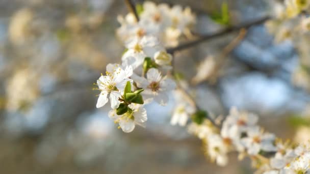 Nahaufnahme Frischer Weißer Blüten Auf Zweigen Eines Baumes Zeitigen Frühling — Stockvideo