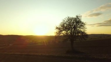 Bahar tarlasında tek başına büyüyen büyük yeşil ağaç. Turuncu akşam güneşinde gün batımında..