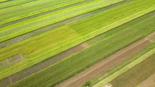 Widok Lotu Ptaka Zielone Pola Uprawne Wiosną Świeżą Roślinnością Sezonie — Wideo stockowe