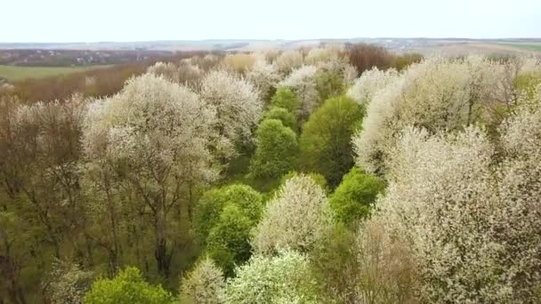Luftaufnahme Des Frühlingswaldes Mit Blühenden Weißen Bäumen Dichten Wäldern — Stockvideo