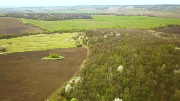 Vista Aérea Floresta Primavera Com Árvores Brancas Florescendo Florestas Densas — Vídeo de Stock