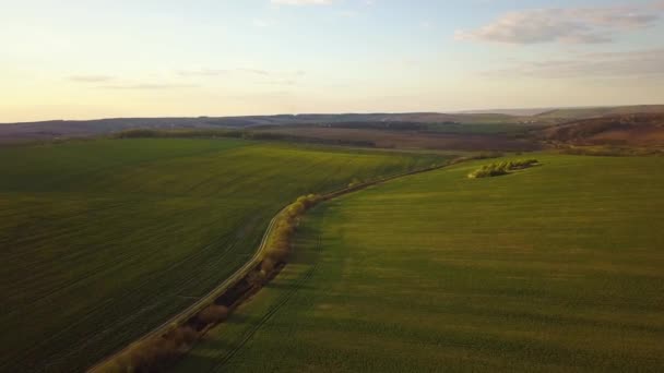 Letecký Pohled Jasně Zelené Pole Zemědělské Farmy Rostoucími Řepkovými Rostlinami — Stock video