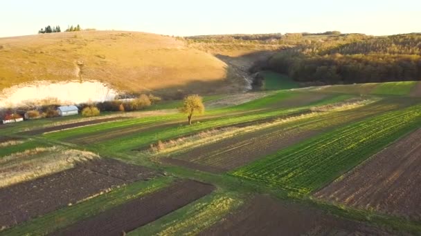 Levegő Kilátás Zöld Mezőgazdasági Területek Tavasszal Friss Növényzet Után Vetési — Stock videók