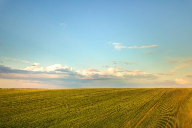 Gün batımında büyüyen kolza tohumu bitkilerinin bulunduğu açık yeşil tarım tarlası manzarası.