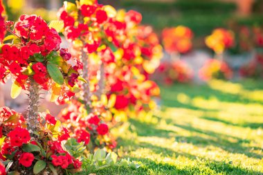 Yaz parkında büyüyen uzun saplı sivri uçlu kırmızı küçük dekoratif çiçekler..