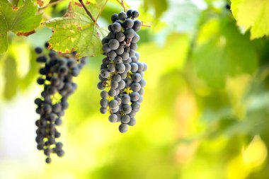 Yaz bahçesinde asma dallarında olgunlaşmış üzüm meyveleri..