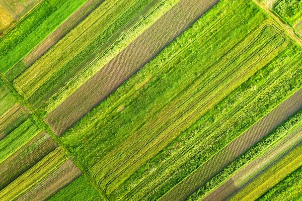 Vista Aérea Campos Agrícolas Verdes Primavera Con Vegetación Fresca Después — Foto de Stock