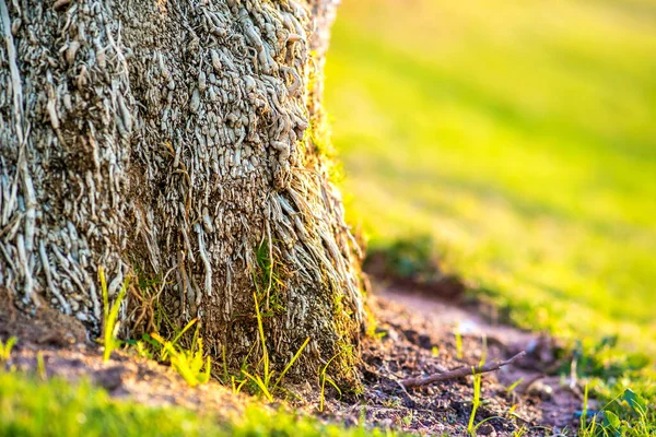 Primer Plano Gran Tronco Palmera Vieja Creciendo Césped Hierba Verde — Foto de Stock