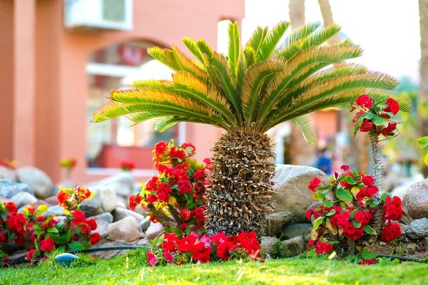 Kleine Leuchtend Grüne Palme Umgeben Von Leuchtend Blühenden Blumen Die — Stockfoto