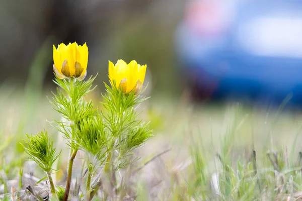 Primer Plano Pequeña Flor Silvestre Amarilla Floreciendo Campo Primavera Verde — Foto de Stock