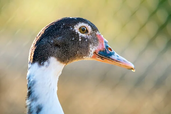 Detail Duck Head Ducks Feed Traditional Rural Barnyard Close Waterbird — Stock Photo, Image