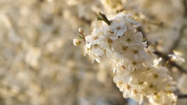 İlkbaharın başlarında bir ağaç dalında açan taze beyaz çiçekleri kapat..