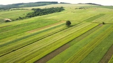 Tohum ekme mevsiminden sonra taze bitki örtüsüyle ilkbaharda yeşil tarım alanlarının havadan görünüşü.