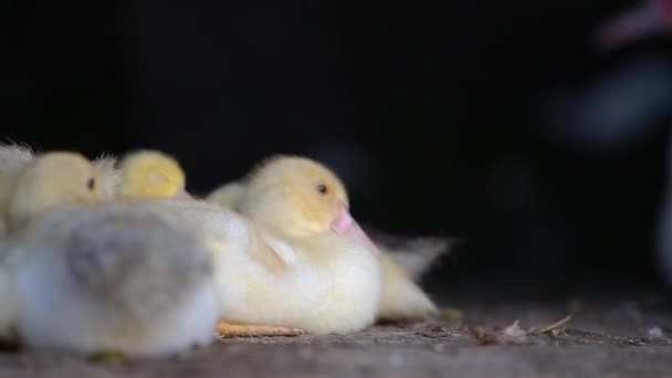 Kleine Küken Vögel Wärmen Sich Zusammen — Stockvideo