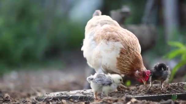 Een Kip Met Kip Lopend Groen Gras Boerderij Tuin — Stockvideo