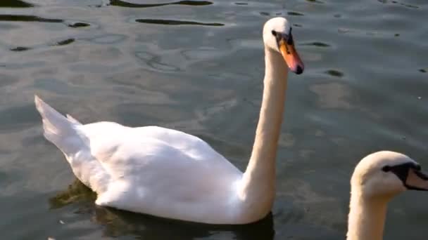 Weißer Schwan Schwimmt Blauen Wasser Park — Stockvideo